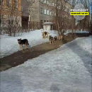 «Лишь бы не слишком поздно, лишь бы не случилось какой беды». В Нижнем Тагиле бродячие собаки оккупировали территорию школы на Смычке