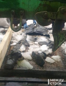 Под Нижним Тагилом в грузовом вагоне обнаружено полуразложившееся тело мужчины