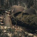 «Погиб смертью храбрых». В Нижнем Тагиле разыскивают родственников разведчика Василия Моргунова, погибшего в 1943 году под Калугой «Погиб смертью храбрых». В Нижнем Тагиле разыскивают родственников разведчика Василия Моргунова, погибшего в 1943 году под Калугой