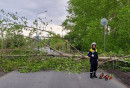 В Нижнем Тагиле на дорогу упало дерево