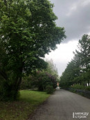 Мэрия Нижнего Тагила дала добро на вырубку более тысячи деревьев в разных районах города 