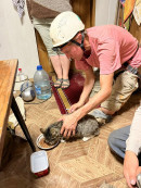 Волонтёры спасли кошку, просидевшую на дереве под Нижним Тагилом трое суток