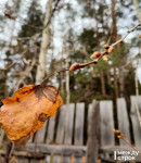 Ближайшая рабочая неделя в Нижнем Тагиле обещает быть прохладной