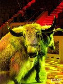 Чудеса, волшебство и восторг «Дикой планеты» в Нижнетагильском цирке 