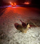 «Пришлось отдать её охотникам. А как бы вы поступили на моём месте?» Автолюбитель из Нижнего Тагила стал свидетелем ДТП с участием косули (ВИДЕО)