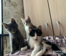 В Нижнем Тагиле пенсионерку выселили из муниципального жилья из-за долгов по квартплате. Женщина заявляет, что в квартире остались 10 голодных кошек (ВИДЕО)