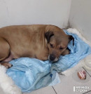 Приютили бездомную собаку, а когда она убежала, получили порцию хейта от разгневанных тагильчан (ВИДЕО)