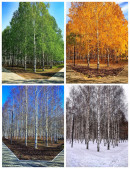 Фотографии тагильчанки, сделанные в разные времена года в парке Победы на ГГМ, набрали тысячи просмотров и лайков Фотографии тагильчанки, сделанные в разные времена года в парке Победы на ГГМ, набрали тысячи просмотров и лайков