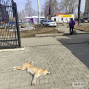 Нижний Тагил пятый год подряд занимает последние строчки в рейтинге Минстроя РФ по качеству городской среды