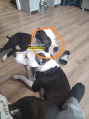 В посёлке под Нижним Тагилом собака бойцовской породы чуть не загрызла 10-летнего мальчика