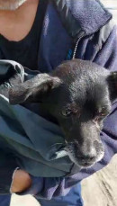 Тагильские спасатели помогли собаке, застрявшей в плотине реки Вязовки (ВИДЕО) Тагильские спасатели помогли собаке, застрявшей в плотине реки Вязовки (ВИДЕО)