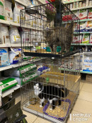 «Взрослым кошкам найти дом намного сложнее». В Нижнем Тагиле в зоомагазине «Природа» сложилась добрая традиция — помогать бездомным животным