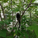 «Румпик иногда к нам заходит, хозяйка знает, где его искать». В Нижнем Тагиле возле салона красоты на женщину прыгнула обезьяна