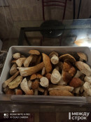 «Пилой косить надо». Житель Нижнего Тагила поделился в соцсетях богатым грибным «уловом» (ВИДЕО) «Пилой косить надо». Житель Нижнего Тагила поделился в соцсетях богатым грибным «уловом» (ВИДЕО)