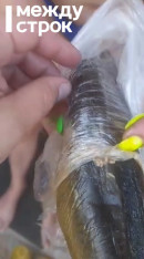 «Вот он, шевелится, тварь». В Нижнем Тагиле мужчина купил в «Светофоре» рыбу с опарышами (ВИДЕО)