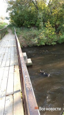 В Нижнем Тагиле обнаружили отрубленную голову коровы в реке В Нижнем Тагиле обнаружили отрубленную голову коровы в реке