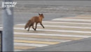 В центре Нижнего Тагила сняли на видео разгуливающую лису (ВИДЕО)