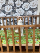 В Кирове проводница выкинула из вагона кота, который сбежал от хозяина. Труп животного нашли через неделю со следами укусов собак