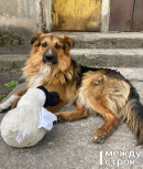 «Это какой-то замкнутый круг, я просто хочу вернуть Мишу!» В Нижнем Тагиле реабилитационный центр «Добрые руки» не отдаёт владелице её собаку по необъяснимым причинам «Это какой-то замкнутый круг, я просто хочу вернуть Мишу!» В Нижнем Тагиле реабилитационный центр «Добрые руки» не отдаёт владелице её собаку по необъяснимым причинам