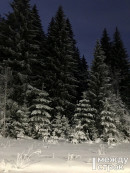 В Нижнем Тагиле прокуратура через суд заставила лесорубов провести лесовосстановительные работы В Нижнем Тагиле прокуратура через суд заставила лесорубов провести лесовосстановительные работы