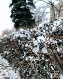 В Нижнем Тагиле на этой неделе ожидается потепление В Нижнем Тагиле на этой неделе ожидается потепление