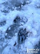 Власти Нижнего Тагила до конца года готовы заплатить 11 млн рублей отловщикам собак