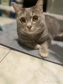 В Нижнем Тагиле продают британского кота «королевских кровей» за 50 млн рублей