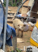 В Нижнем Тагиле продолжается эпопея с похождениями самостоятельных поросят, которые гуляют по ГГМ уже месяц (ВИДЕО)