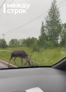 «Нагуляется и сам вернётся». По Нижнему Тагилу уже месяц бродит одомашненный олень (ВИДЕО)