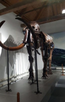 А вы знали? В Нижнетагильском музее природы «живёт» целая семья мамонтов А вы знали? В Нижнетагильском музее природы «живёт» целая семья мамонтов