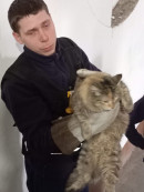 В Нижнем Тагиле спасатели помогли коту, застрявшему в электрощитке В Нижнем Тагиле спасатели помогли коту, застрявшему в электрощитке