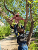 В Нижнем Тагиле храбрая 9-летняя девочка полезла на дерево за котёнком, но ей самой потребовалась помощь спасателей  