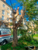 В Нижнем Тагиле, на Вагонке, спасатели дважды за день снимали детей с деревьев