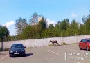 В Нижнем Тагиле молодой лось забрёл на парковку Коксохима (ВИДЕО)