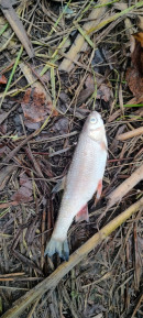 Жители Нижнего Тагила обнаружили массовую гибель рыбы в реке Малая Кушва  Жители Нижнего Тагила обнаружили массовую гибель рыбы в реке Малая Кушва