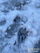 «Собак не отдают ни прежним, ни новым владельцам». Жительница Нижнего Тагила пожаловалась в прокуратуру на работу приюта «Добрые руки»