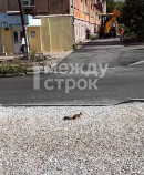 В Нижнем Тагиле белка прибежала проверить ход ремонтных работ на улице Газетной (ВИДЕО) В Нижнем Тагиле белка прибежала проверить ход ремонтных работ на улице Газетной (ВИДЕО)