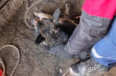 В Нижнем Тагиле спасатели вытащили собаку, провалившуюся в люк